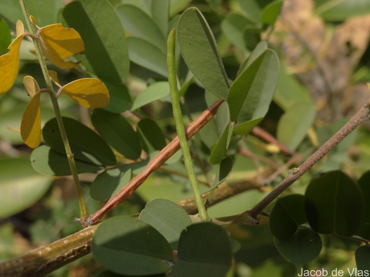 Indigofera tinctoria L.